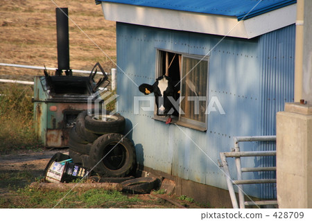 cow stable, peek, holstein 428709