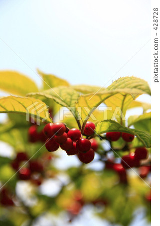 苦丁茶鋸緣青蟹 苦丁茶鋸緣青蟹 428728