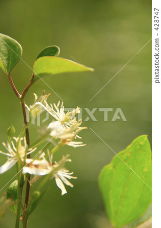 Hermaphrodite 428747