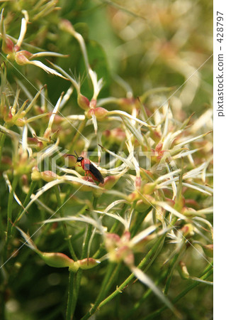 Sennin grass and Japanese black beard 428797