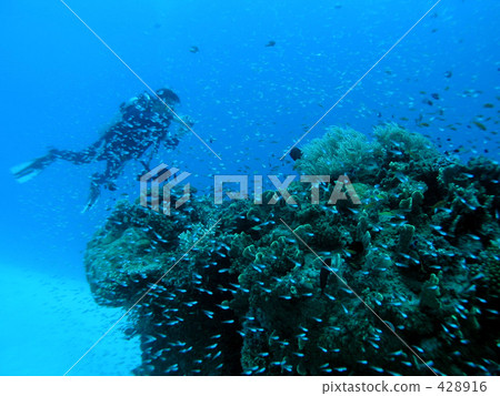 Tropical Fish and Diver 428916