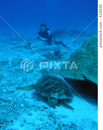 A sea turtle asleep 428936