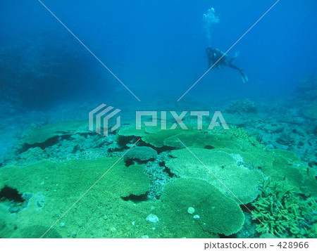 水下照片 跳水 海洋體育 428966