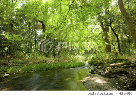 Shimogamo神社·Izumi河在森林裡 429496