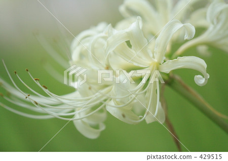 Cluster amaryllis Cluster amaryllis 429515