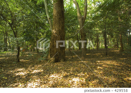 Sunlight through the forest of Mt. 429558