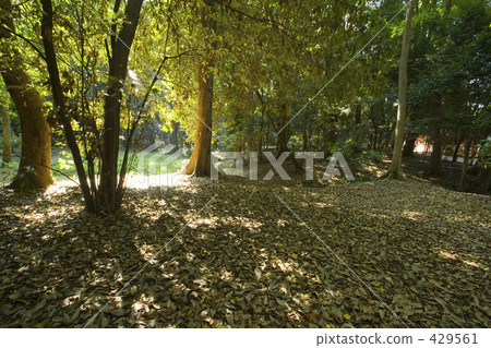 Fallen fallen leaves Fallen fallen leaves 429561
