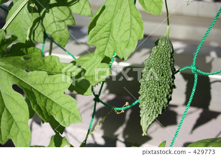 Bitter gourd 429773
