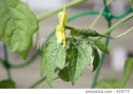 Bitter gourd 429777