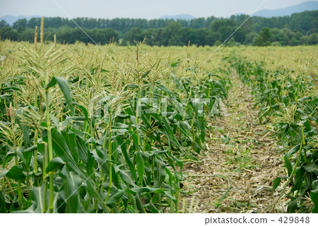 One corner of a corn field 429848