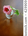 Interior flowers 429909