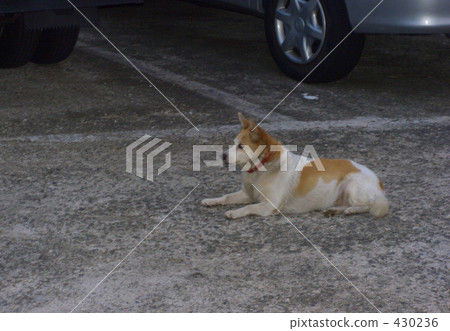 Inu街道雜交 430236