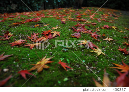 秋葉和青苔 430287