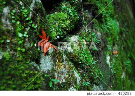 孤立的落葉 430288