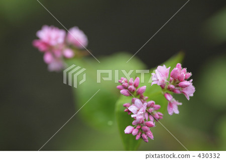 紅蕎麥花 430332
