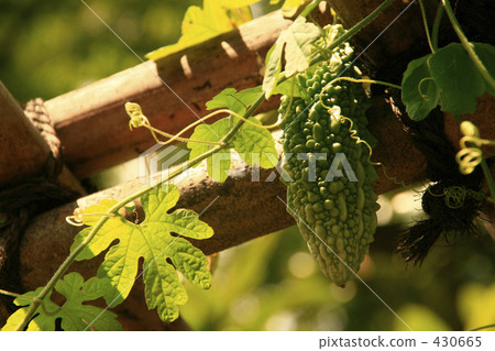 Goya on the shelf 430665