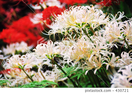 白色簇状孤挺花 430721