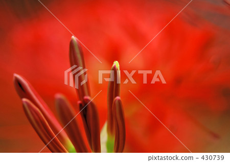Tsubomi of cluster amaryllis Tsubomi of cluster amaryllis 430739