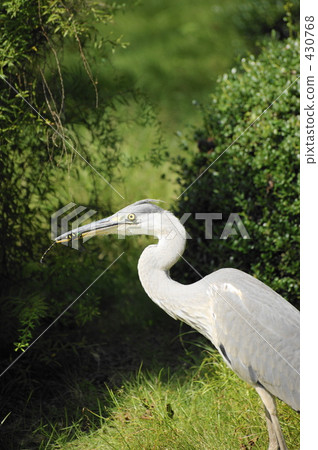 蒼鷺和蜻蜓 430768