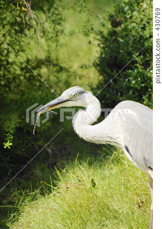 Heron and dragonfly Heron and dragonfly 430769