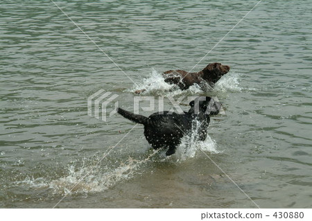 large-breed dog, dog, dogs 430880