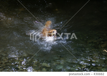 大型狗 狗 毛孩 430882