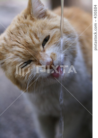 流浪貓 一隻貓 波斯貓 430884