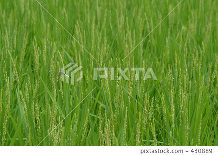 稻田 農村場景 鄉村風光 430889