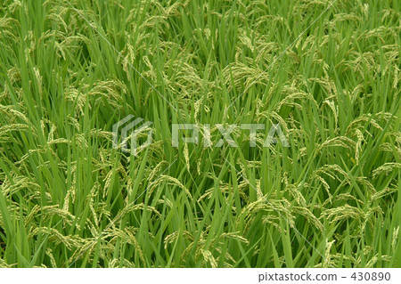 paddy field, rice field, rural scene 430890