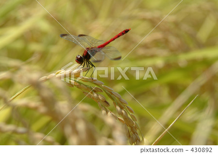 rural scene, rural landscape, dragonfly 430892