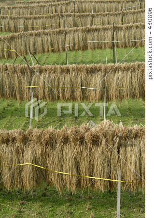 稻田 農村場景 鄉村風光 430896