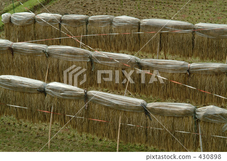 稻田 農村場景 鄉村風光 430898