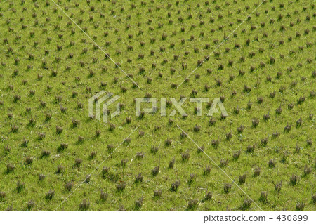 稻田 農村場景 鄉村風光 430899