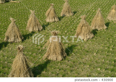 paddy field, rice field, rural scene 430900