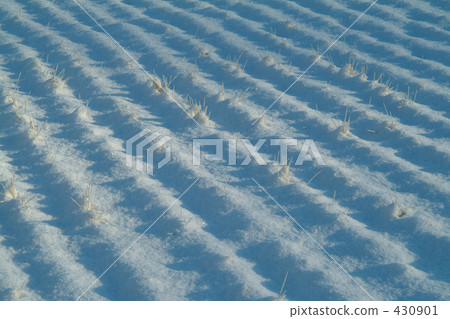 paddy field, rice field, rural scene 430901
