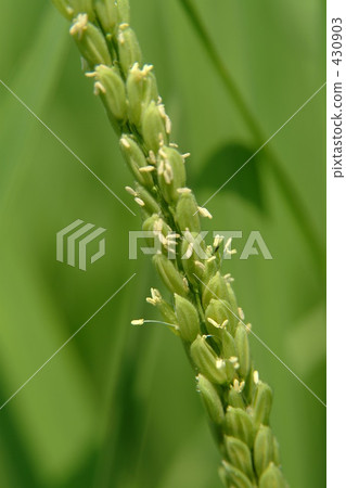 rural scene, rural landscape, paddy field 430903