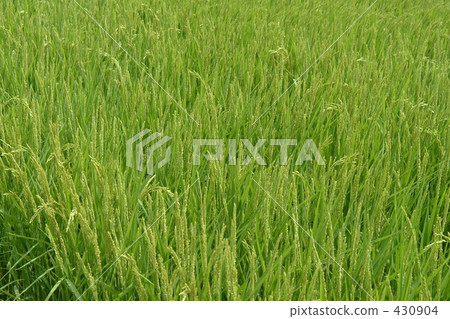 rural scene, rural landscape, paddy field 430904