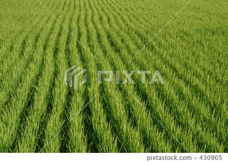 rural scene, rural landscape, paddy field 430905