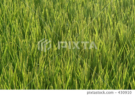 稻田 農村場景 鄉村風光 430910