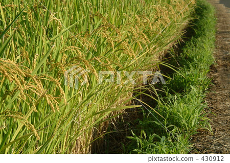 稻田 農村場景 鄉村風光 430912
