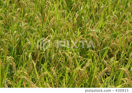 稻田 農村場景 鄉村風光 430915