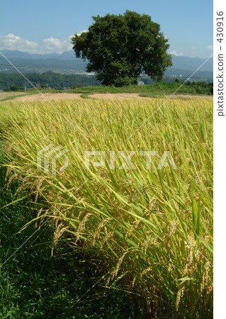 rural scene, rural landscape, paddy field 430916