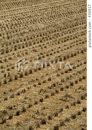 農村場景 鄉村風光 稻田 430917