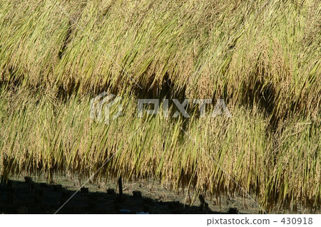 農村場景 鄉村風光 稻田 430918