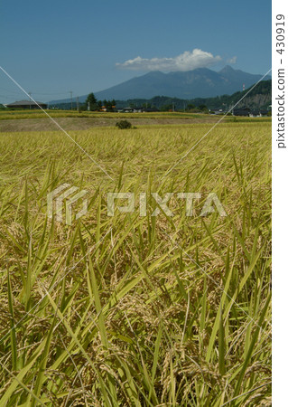 rural scene, rural landscape, paddy field 430919