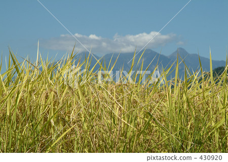 農村場景 鄉村風光 稻田 430920