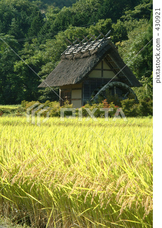 農村場景 鄉村風光 稻田 430921