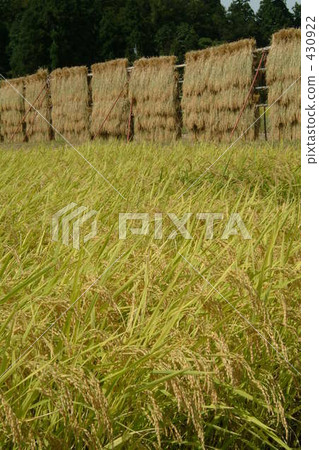 稻田 農村場景 鄉村風光 430922
