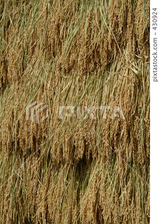 稻田 農村場景 鄉村風光 430924