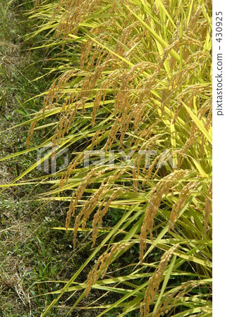 rural scene, rural landscape, paddy field 430925